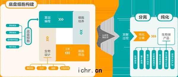 合成生物學(xué)生產鏈(liàn)條