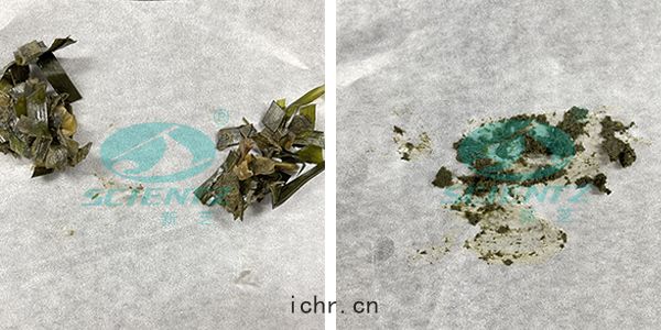 海帶(dài)